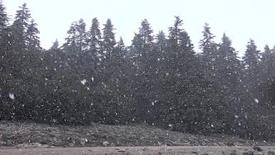 雪花缓缓飘落森林视频的预览图
